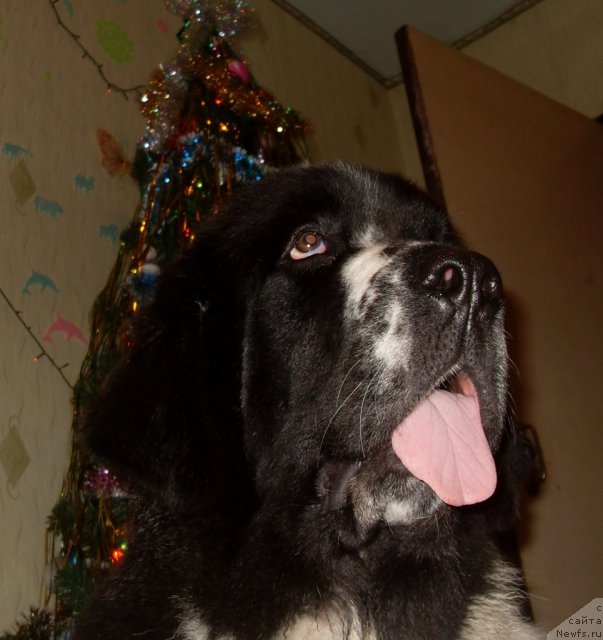 Фото: ньюфаундленд Aleze Beautiful Princess Aqua Pearl