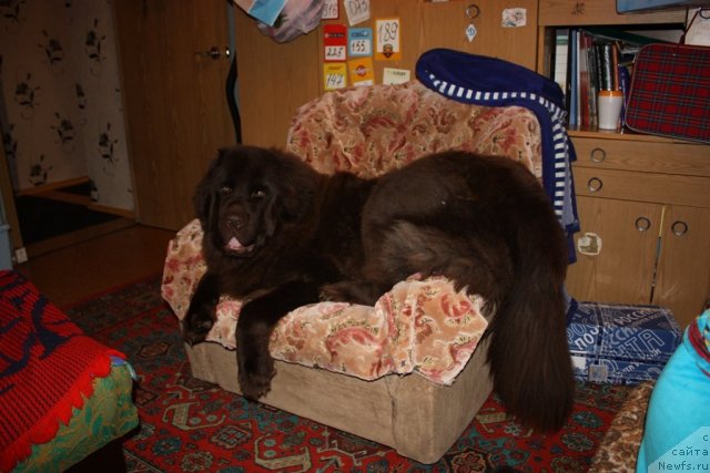 Фото: ньюфаундленд Chernyi Sharm Angel'skaya Krasota (Черный Шарм Ангельская Красота)