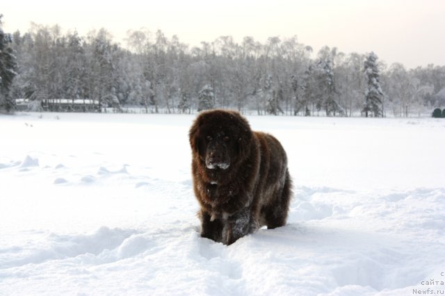 Фото: ньюфаундленд Chernyi Sharm Angel'skaya Krasota (Черный Шарм Ангельская Красота)
