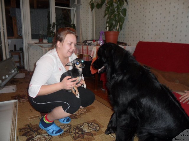 Фото: ньюфаундленд Atlantika Vindz Rouz (Атлантика Виндз Роуз)