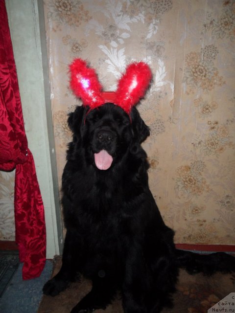 Фото: ньюфаундленд Atlantika Vindz Rouz (Атлантика Виндз Роуз)