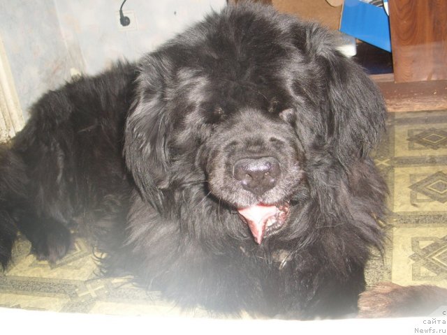 Фото: ньюфаундленд Carevich Imperii N'yuf ot Marleon Dusvik (Царевич Империи Ньюф от Марлеон Дусвик)