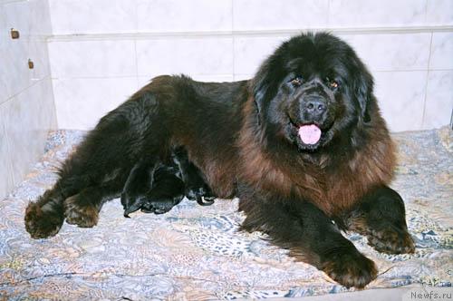 Фото: ньюфаундленд Imperatrica (Императрица)