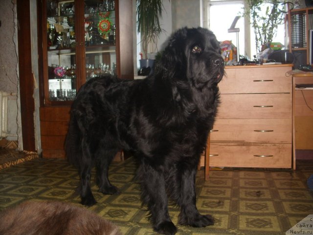Фото: ньюфаундленд Jozefina Ledi Prekrasnaya (Жозефина Леди Прекрасная)