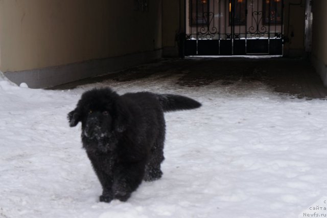 Фото: ньюфаундленд Smigar Greyt Saksyes (Смигар Грейт Саксэс)