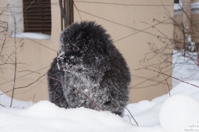 Фото: ньюфаундленд Smigar Greyt Saksyes (Смигар Грейт Саксэс)