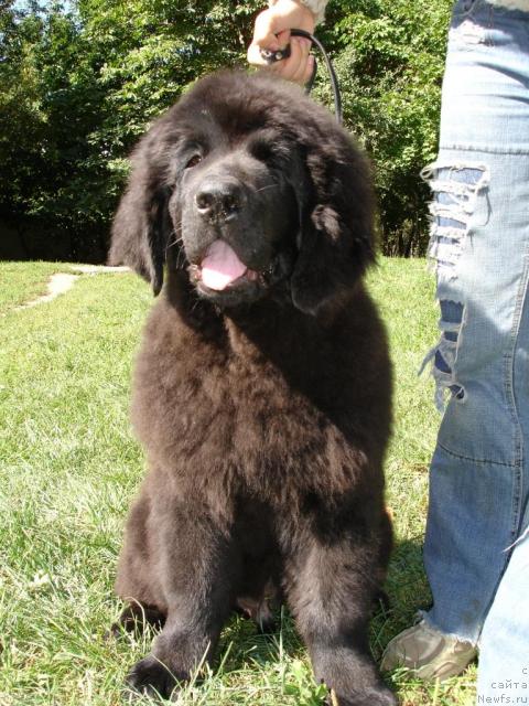 Фото: ньюфаундленд Al'fa Rikardo (Альфа Рикардо)