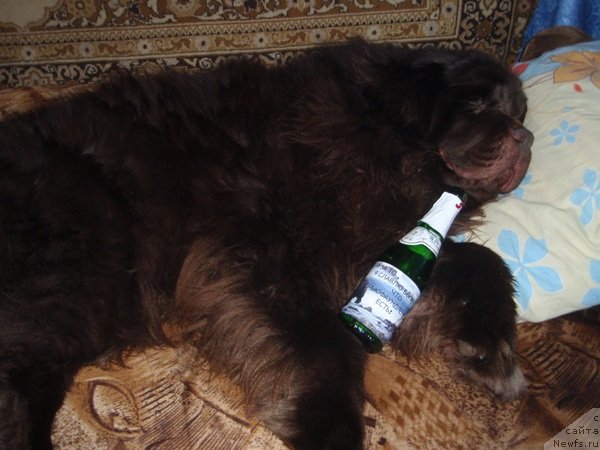 Фото: ньюфаундленд Super Premium Brabus (Супер Премиум Брабус)