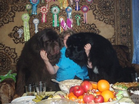 Фото: ньюфаундленд Super Premium Brabus (Супер Премиум Брабус), ньюфаундленд King of Helluland I'm Precious