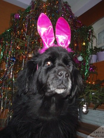 Фото: ньюфаундленд Ai Am Boginya Morya (Ай Эм Богиня Моря)