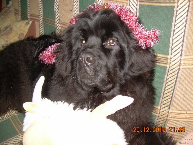 Фото: ньюфаундленд Akvatoriya Kelvin N'yuton (Акватория Келвин Ньютон)