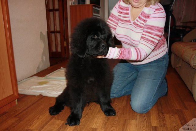 Фото: Черный Шарм Бонифаций