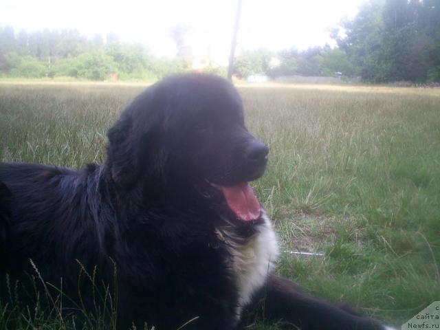 Фото: ньюфаундленд Mag Ispolin Igrunia (Маг Исполин Игрунья)