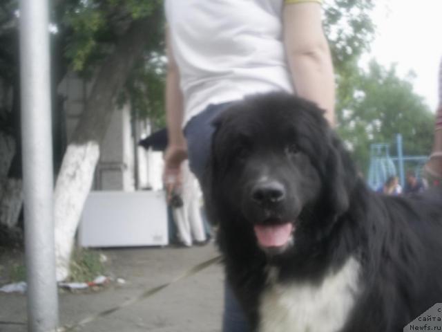 Фото: ньюфаундленд Mag Ispolin Igrunia (Маг Исполин Игрунья)