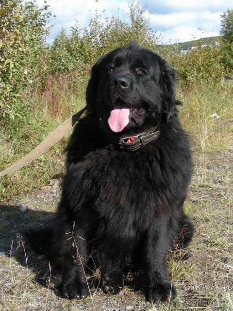 Фото: ньюфаундленд N'yu Speys Blyu Oushen (Нью Спейс Блю Оушен)