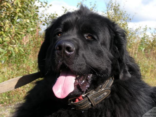 Фото: ньюфаундленд N'yu Speys Blyu Oushen (Нью Спейс Блю Оушен)