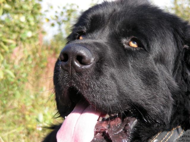 Фото: ньюфаундленд N'yu Speys Blyu Oushen (Нью Спейс Блю Оушен)