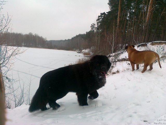 Фото: ньюфаундленд Akvatoriya Kelvin Kuindji (Акватория Келвин Куинджи)