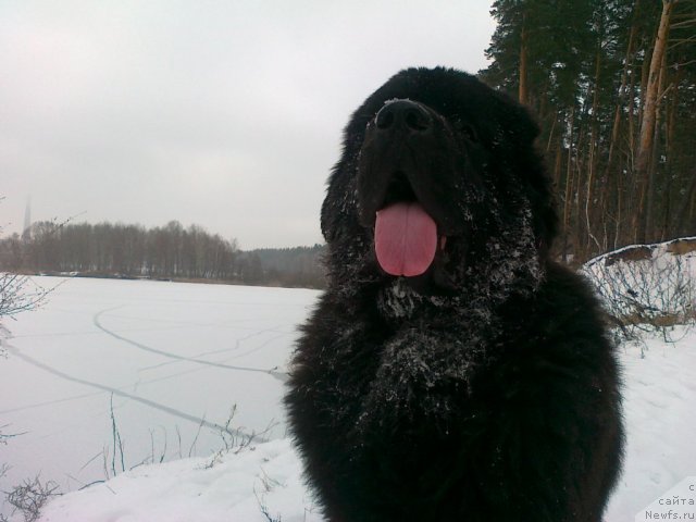 Фото: ньюфаундленд Akvatoriya Kelvin Kuindji (Акватория Келвин Куинджи)