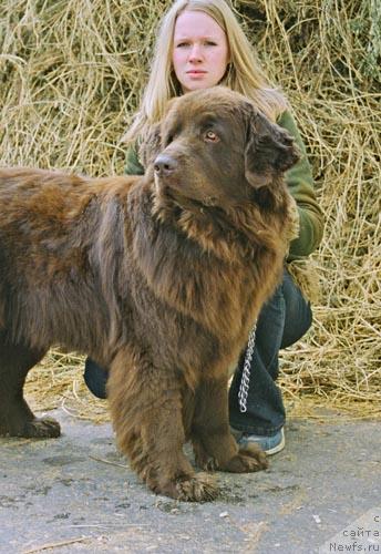 Фото: ньюфаундленд YUjana s Berega Dona (Южана с Берега Дона)