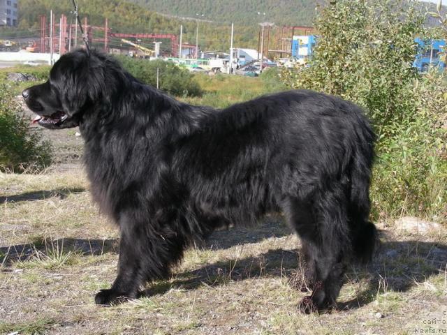 Фото: ньюфаундленд N'yu Speys Blyu Oushen (Нью Спейс Блю Оушен)