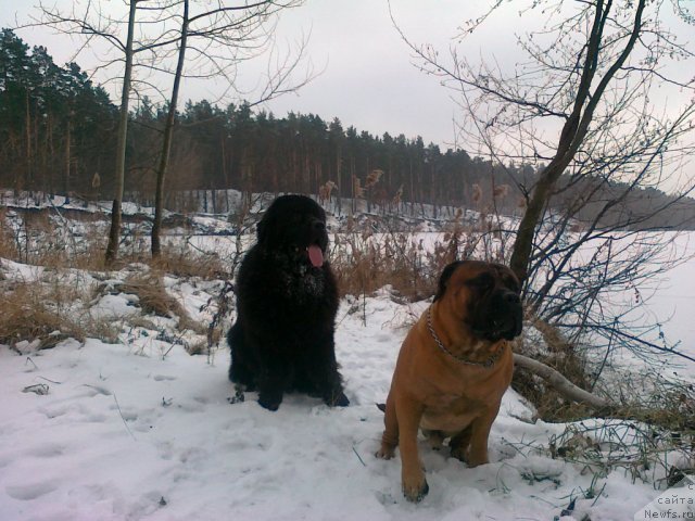 Фото: ньюфаундленд Akvatoriya Kelvin Kuindji (Акватория Келвин Куинджи)