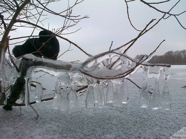 Фото: ньюфаундленд Akvatoriya Kelvin Kuindji (Акватория Келвин Куинджи)