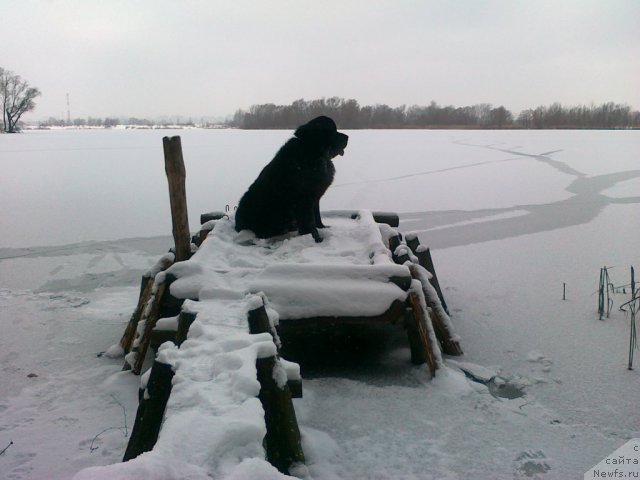 Фото: ньюфаундленд Akvatoriya Kelvin Kuindji (Акватория Келвин Куинджи)