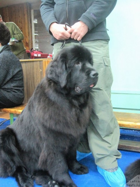 Фото: ньюфаундленд Uyutnaya Dolina Ai da Helga (Уютная Долина Ай да Хельга)