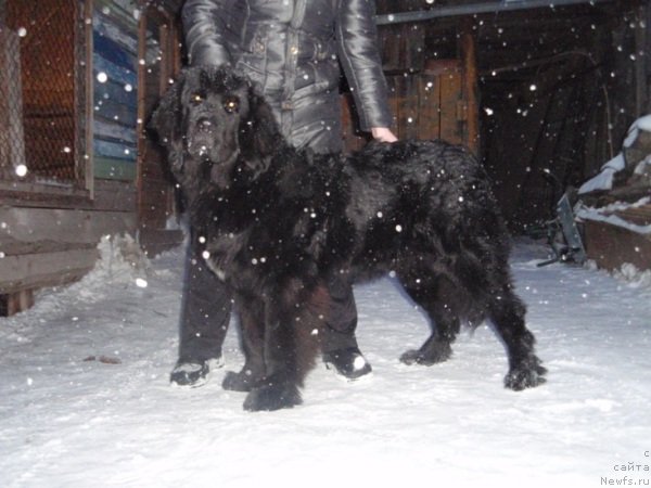 Фото: ньюфаундленд Novyiy Russkiy N'yuf Nikonor (Новый Русский Ньюф Никонор)
