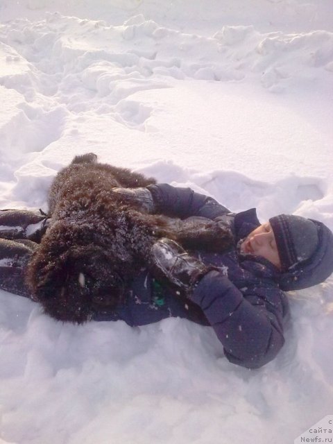 Фото: Aleksey Nistratov (Алексей Нистратов), ньюфаундленд Ih Vyisochestvo Vladlena Madjiks (Их Высочество Владлена Маджикс)
