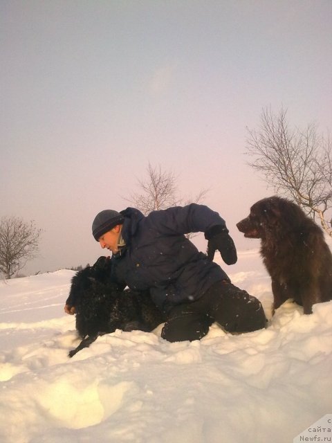 Фото: ньюфаундленд Ih Vyisochestvo Vladlena Madjiks (Их Высочество Владлена Маджикс), Aleksey Nistratov (Алексей Нистратов), ДАНЧИК