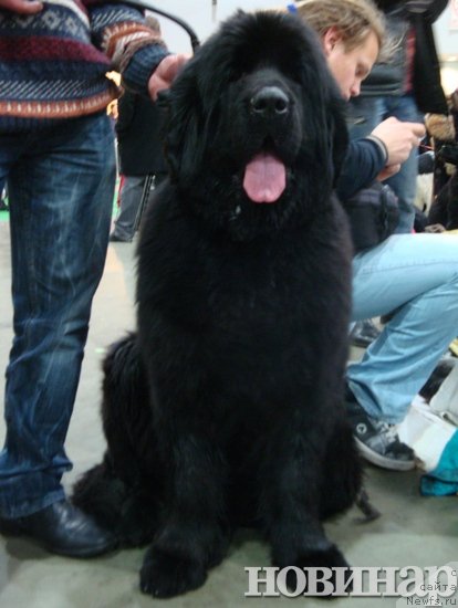 Фото: ньюфаундленд Medved Morning Star Almas-Alana