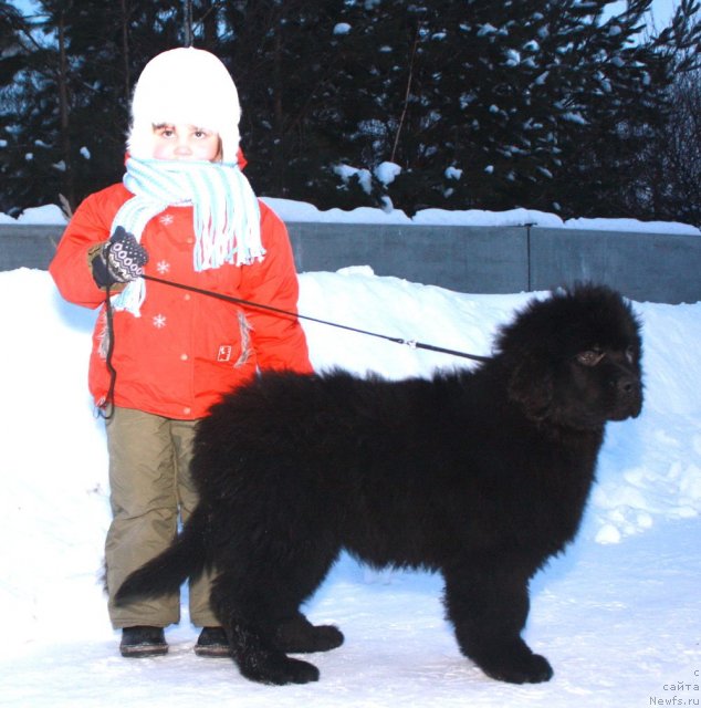 Фото: ньюфаундленд Akvatoriya Kelvin Olimpiyskiy Mishka (Акватория Келвин Олимпийский Мишка), Абутова Варя
