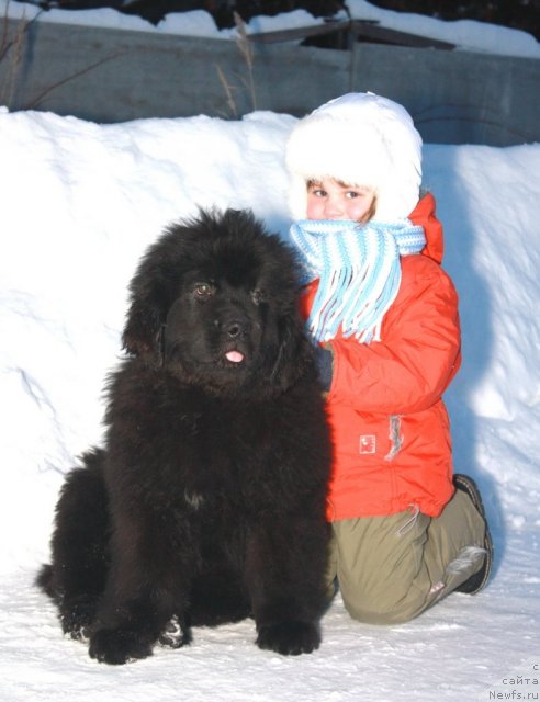 Фото: ньюфаундленд Akvatoriya Kelvin Olimpiyskiy Mishka (Акватория Келвин Олимпийский Мишка), и Абутова Варя