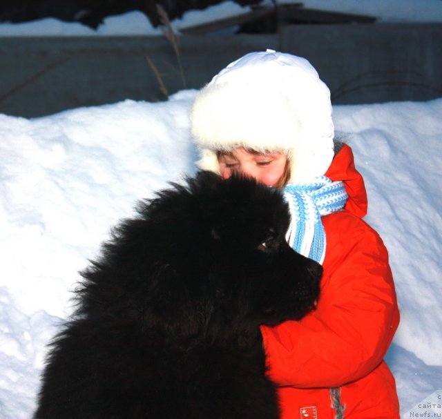 Фото: ньюфаундленд Akvatoriya Kelvin Olimpiyskiy Mishka (Акватория Келвин Олимпийский Мишка), и Абутова Варя