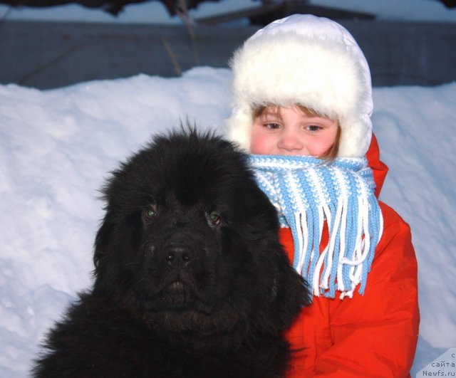 Фото: ньюфаундленд Akvatoriya Kelvin Olimpiyskiy Mishka (Акватория Келвин Олимпийский Мишка), и Абутова Варя