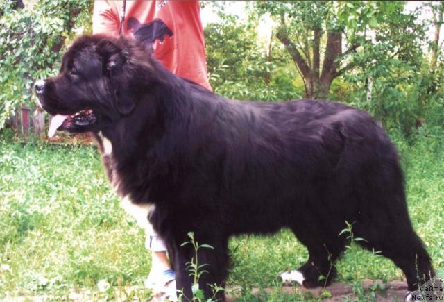 Фото: ньюфаундленд Vinston the Arctic Wind