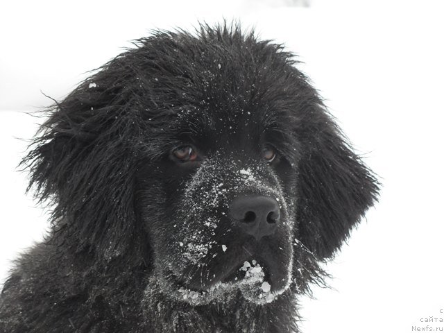 Фото: ньюфаундленд Ih Visochestvo Viola Zhanmonika (Их Высочество Виола Жанмоника)