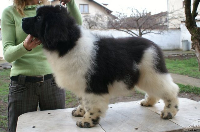 Фото: ньюфаундленд Emina Faundland