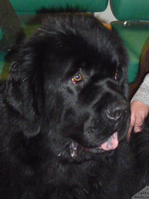 Фото: ньюфаундленд Baloven' Sud'byi (Баловень Судьбы)
