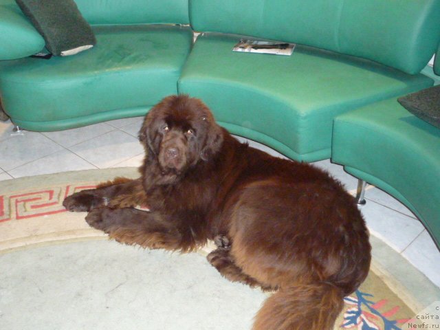 Фото: ньюфаундленд Barhatka Roskoshnaya (Бархатка Роскошная)
