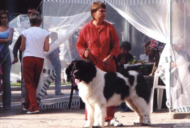 Фото: ньюфаундленд Marshal Sharm of Bon Pari (Маршал Шарм оф Бон Пари)