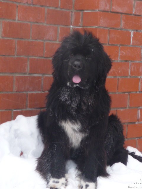 Фото: [d8488] на смотринах у [d8507]