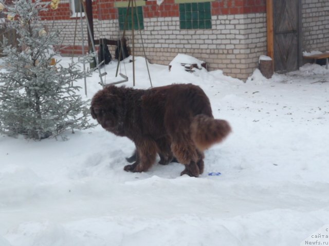 Фото: ньюфаундленд Barhatka Roskoshnaya (Бархатка Роскошная)