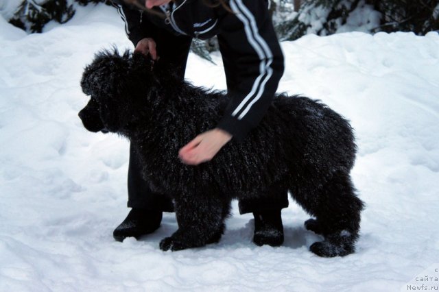 Фото: ньюфаундленд Smigar Galaxsy Shall Win (Смигар Галакси Шелл Вин)