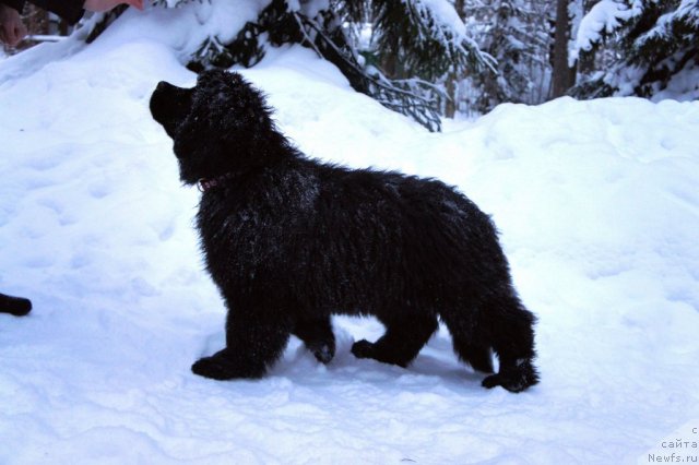 Фотография № 56275