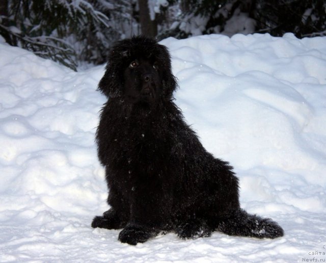 Фото: ньюфаундленд Smigar Galaxsy Shall Win (Смигар Галакси Шелл Вин)