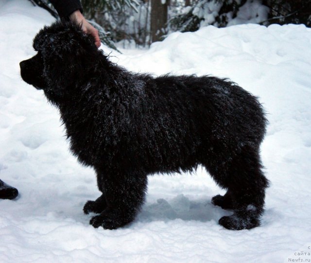 Фото: ньюфаундленд Smigar Galaxsy Shall Win (Смигар Галакси Шелл Вин)