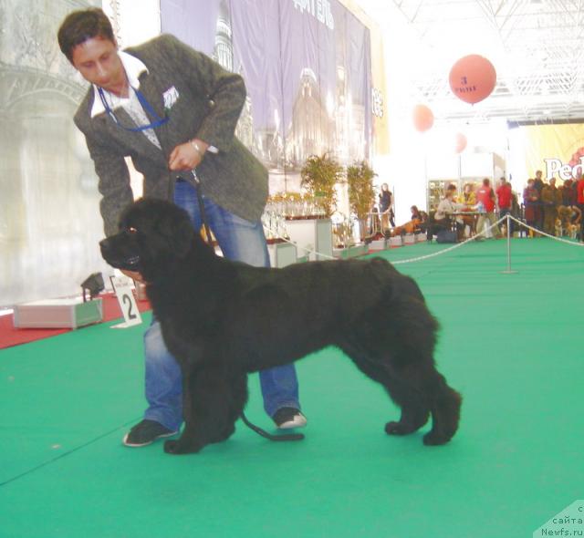 Фото: ньюфаундленд Smigar Ochey Ocharovanie (Смигар Очей Очарованье)